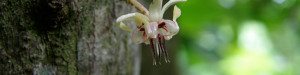 Fijiana cacao flower