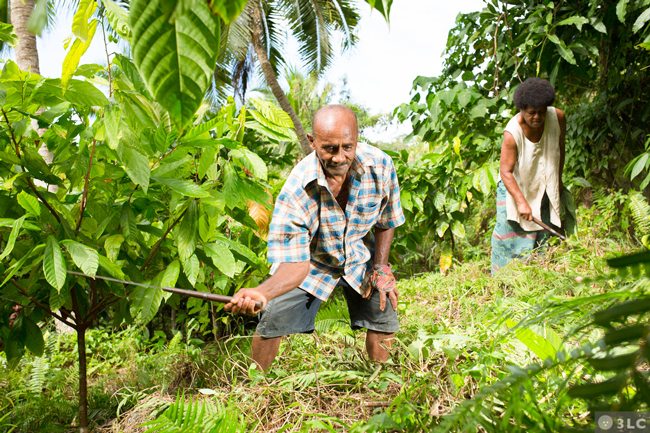 Fijiana Cacao farmers harvesting cacao beans